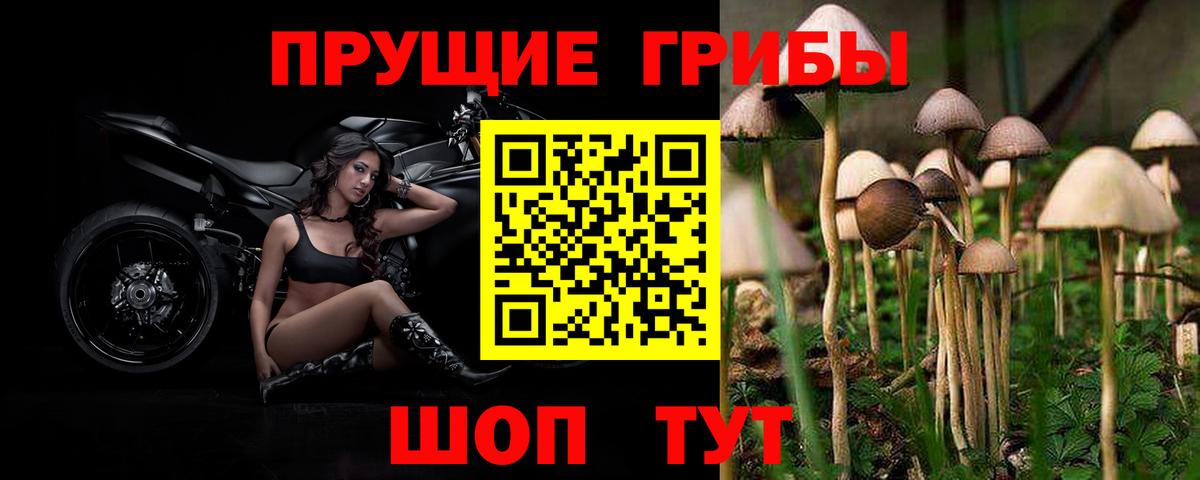 Псилоцибиновые грибы Psilocybe  Вход с VPN  Находка 
